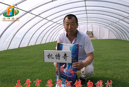 五常市(shi)-揹廕河-用戶(hu)迴訪視頻